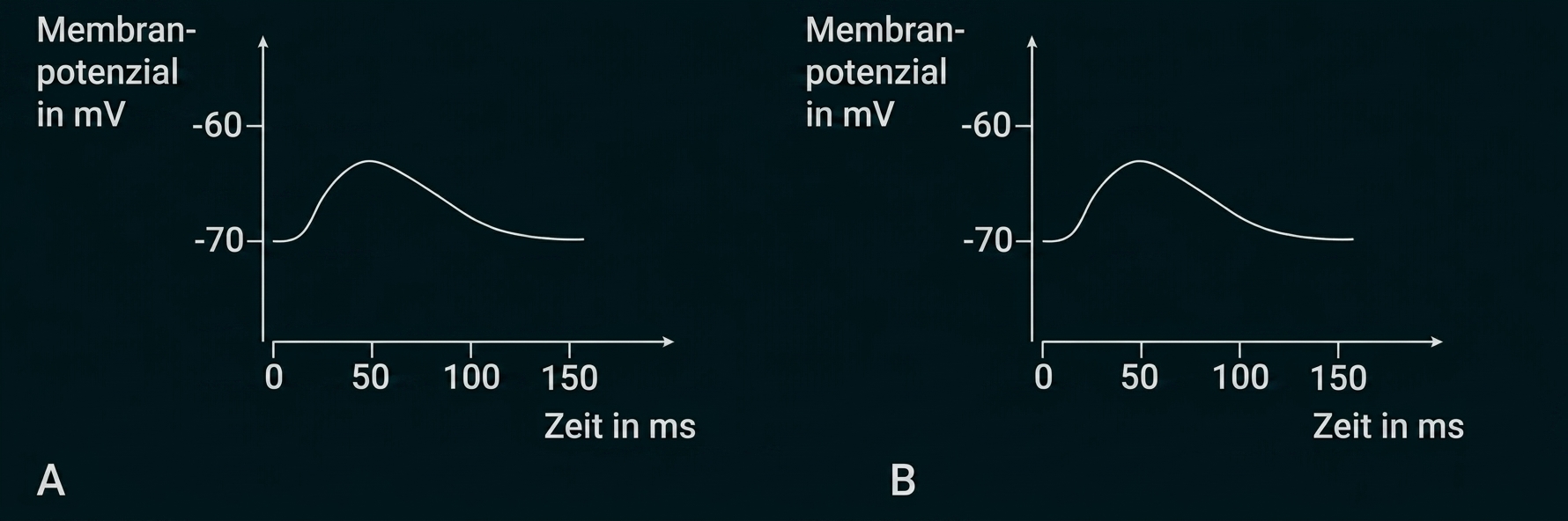 Zwei Diagramme (A,B) zeigen Membranpotenzial (mV) über Zeit (ms) mit kurzem Depolarisationspeak.